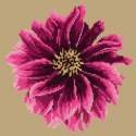 Elizabeth Bradley, Blooms, DAHLIA - 12x12 pollici Elizabeth Bradley - 16