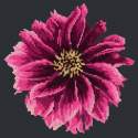 Elizabeth Bradley, Blooms, DAHLIA - 12x12 pollici Elizabeth Bradley - 17