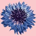 Elizabeth Bradley, Blooms, CORNFLOWER - 12x12 pollici Elizabeth Bradley - 1