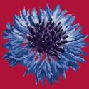 Elizabeth Bradley, Blooms, CORNFLOWER - 12x12 pollici Elizabeth Bradley - 3