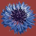 Elizabeth Bradley, Blooms, CORNFLOWER - 12x12 pollici Elizabeth Bradley - 4