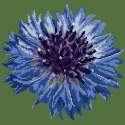 Elizabeth Bradley, Blooms, CORNFLOWER - 12x12 pollici Elizabeth Bradley - 5