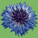 Elizabeth Bradley, Blooms, CORNFLOWER - 12x12 pollici Elizabeth Bradley - 6