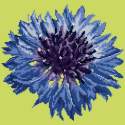 Elizabeth Bradley, Blooms, CORNFLOWER - 12x12 pollici Elizabeth Bradley - 7