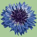 Elizabeth Bradley, Blooms, CORNFLOWER - 12x12 pollici Elizabeth Bradley - 8