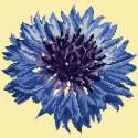 Elizabeth Bradley, Blooms, CORNFLOWER - 12x12 pollici Elizabeth Bradley - 9