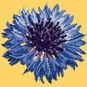 Elizabeth Bradley, Blooms, CORNFLOWER - 12x12 pollici Elizabeth Bradley - 10