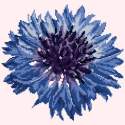 Elizabeth Bradley, Blooms, CORNFLOWER - 12x12 pollici Elizabeth Bradley - 11