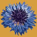 Elizabeth Bradley, Blooms, CORNFLOWER - 12x12 pollici Elizabeth Bradley - 12