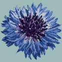 Elizabeth Bradley, Blooms, CORNFLOWER - 12x12 pollici Elizabeth Bradley - 13