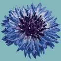 Elizabeth Bradley, Blooms, CORNFLOWER - 12x12 pollici Elizabeth Bradley - 14