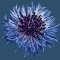 Elizabeth Bradley, Blooms, CORNFLOWER - 12x12 pollici Elizabeth Bradley - 15