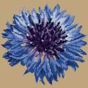 Elizabeth Bradley, Blooms, CORNFLOWER - 12x12 pollici Elizabeth Bradley - 16