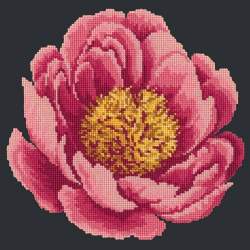 Elizabeth Bradley, Blooms, PEONY - 12x12 pollici Elizabeth Bradley - 17