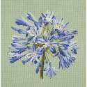 Elizabeth Bradley, Blooms, AGAPANTHUS - 16x16 pollici Elizabeth Bradley - 1