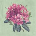 Elizabeth Bradley, Blooms, RHODODENDRON - 16x16 pollici Elizabeth Bradley - 1