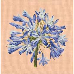 Elizabeth Bradley, Blooms, AGAPANTHUS - 16x16 pollici Elizabeth Bradley - 3