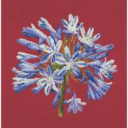 Elizabeth Bradley, Blooms, AGAPANTHUS - 16x16 pollici Elizabeth Bradley - 4