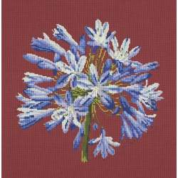 Elizabeth Bradley, Blooms, AGAPANTHUS - 16x16 pollici Elizabeth Bradley - 5