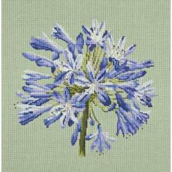 Elizabeth Bradley, Blooms, AGAPANTHUS - 16x16 pollici Elizabeth Bradley - 9