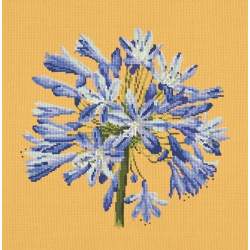 Elizabeth Bradley, Blooms, AGAPANTHUS - 16x16 pollici Elizabeth Bradley - 11