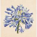 Elizabeth Bradley, Blooms, AGAPANTHUS - 16x16 pollici Elizabeth Bradley - 12