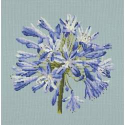 Elizabeth Bradley, Blooms, AGAPANTHUS - 16x16 pollici Elizabeth Bradley - 14