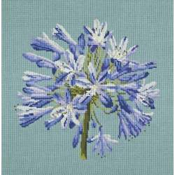 Elizabeth Bradley, Blooms, AGAPANTHUS - 16x16 pollici Elizabeth Bradley - 15