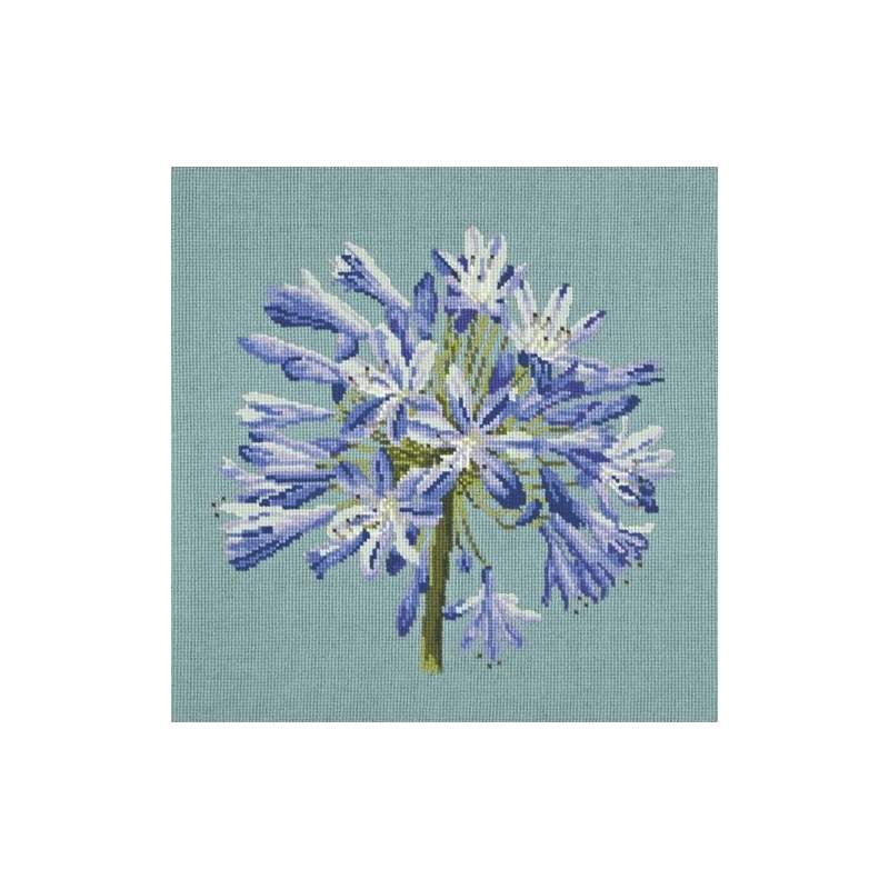 Elizabeth Bradley, Blooms, AGAPANTHUS - 16x16 pollici Elizabeth Bradley - 15