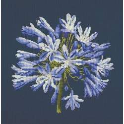 Elizabeth Bradley, Blooms, AGAPANTHUS - 16x16 pollici Elizabeth Bradley - 16