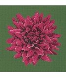 Elizabeth Bradley, Blooms, DAHLIA - 16x16 pollici Elizabeth Bradley - 6