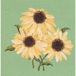 Elizabeth Bradley, Blooms, ECHINACEAS - 16x16 pollici Elizabeth Bradley - 7