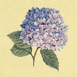 Elizabeth Bradley, Blooms, HYDRANGEA - 16x16 pollici Elizabeth Bradley - 10