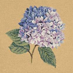 Elizabeth Bradley, Blooms, HYDRANGEA - 16x16 pollici Elizabeth Bradley - 13