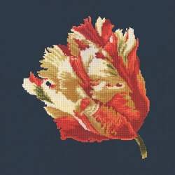 Elizabeth Bradley, Blooms, PARROT TULIP - 16x16 pollici Elizabeth Bradley - 16