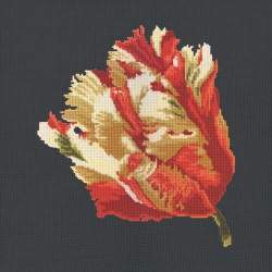 Elizabeth Bradley, Blooms, PARROT TULIP - 16x16 pollici Elizabeth Bradley - 18