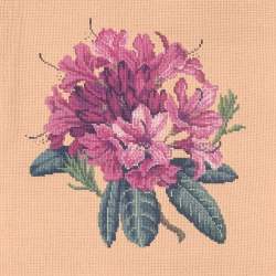 Elizabeth Bradley, Blooms, RHODODENDRON - 16x16 pollici Elizabeth Bradley - 3