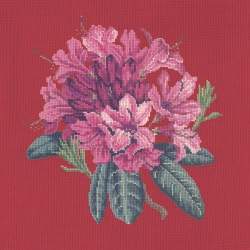 Elizabeth Bradley, Blooms, RHODODENDRON - 16x16 pollici Elizabeth Bradley - 4