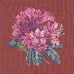 Elizabeth Bradley, Blooms, RHODODENDRON - 16x16 pollici Elizabeth Bradley - 5