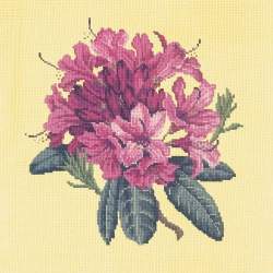 Elizabeth Bradley, Blooms, RHODODENDRON - 16x16 pollici Elizabeth Bradley - 10