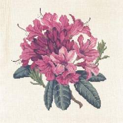 Elizabeth Bradley, Blooms, RHODODENDRON - 16x16 pollici Elizabeth Bradley - 12