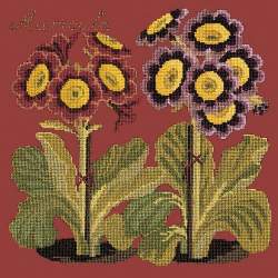 Elizabeth Bradley, Botanical Garden, AURICULA - 16x16 pollici Elizabeth Bradley - 5