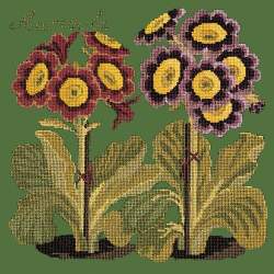 Elizabeth Bradley, Botanical Garden, AURICULA - 16x16 pollici Elizabeth Bradley - 6