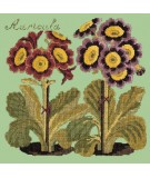 Elizabeth Bradley, Botanical Garden, AURICULA - 16x16 pollici Elizabeth Bradley - 9