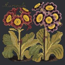 Elizabeth Bradley, Botanical Garden, AURICULA - 16x16 pollici Elizabeth Bradley - 18