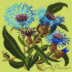 Elizabeth Bradley, Botanical Garden, CORNFLOWER - 16x16 pollici Elizabeth Bradley - 8