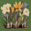 Elizabeth Bradley, Botanical Garden, CROCUS - 16x16 pollici Elizabeth Bradley - 6